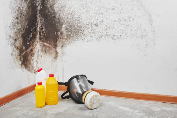 Best Mold Remediation for Schools in Shepherd, MI