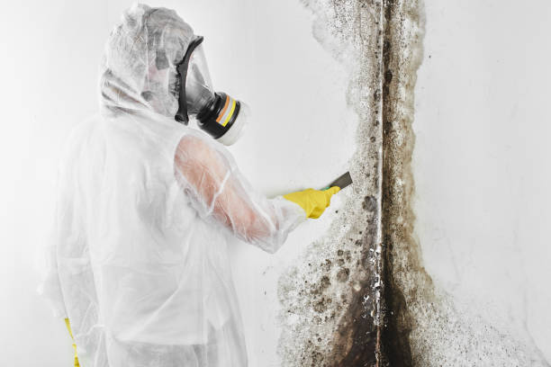 Best Basement Mold Remediation in Shepherd, MI