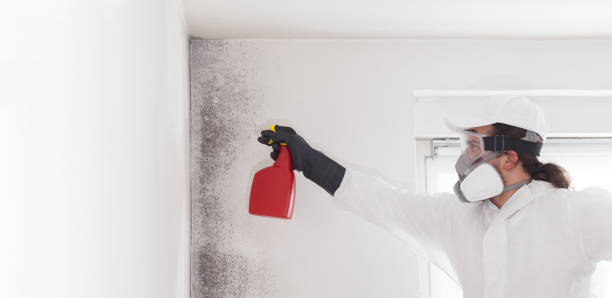 Trusted Shepherd, MI Mold Remediation Experts