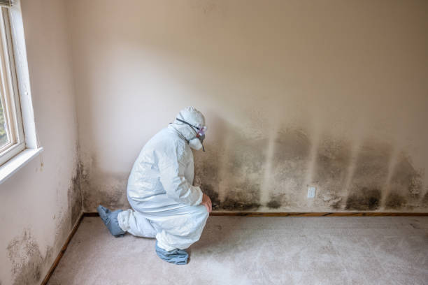 Best Mold Remediation for Specific Building Types in Shepherd, MI