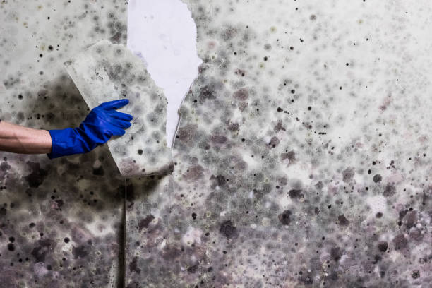 Best Commercial Mold Remediation in Shepherd, MI