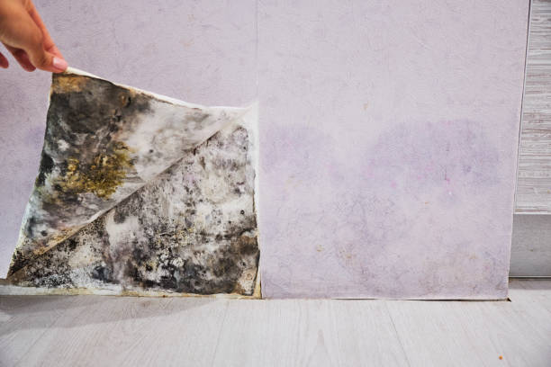  Shepherd, MI Mold Removal Pros